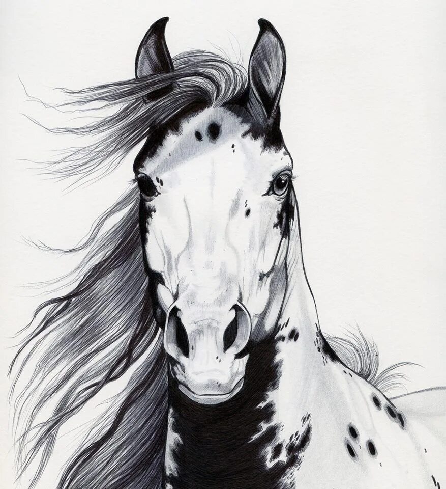 Черное рисунок лошади. Лошадь набросок. лошадь рисунок. черно белые рисунки. красивые черно белые рисунки.