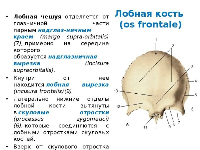 Кости мозгового черепа строение. Лобная кость вид спереди вид снизу. Лобная кость строение отделы. Лобная кость строение вид снизу. Лобная кость анатомия кратко.