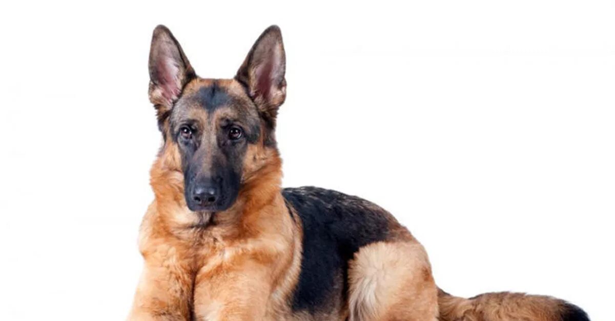 Кот с подписью собака. Домашние животные. Кот учится. Кот записывает. Надпись собака.