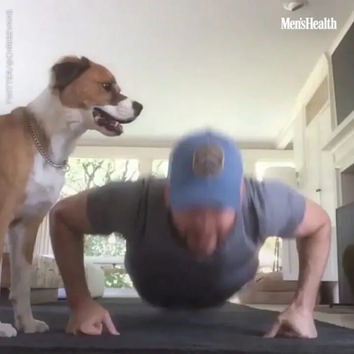 Dog chris. Пес криса эванса. Питбуль аватар 2023. Dog chris. Dog chris.