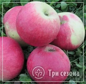 Каталог яблони