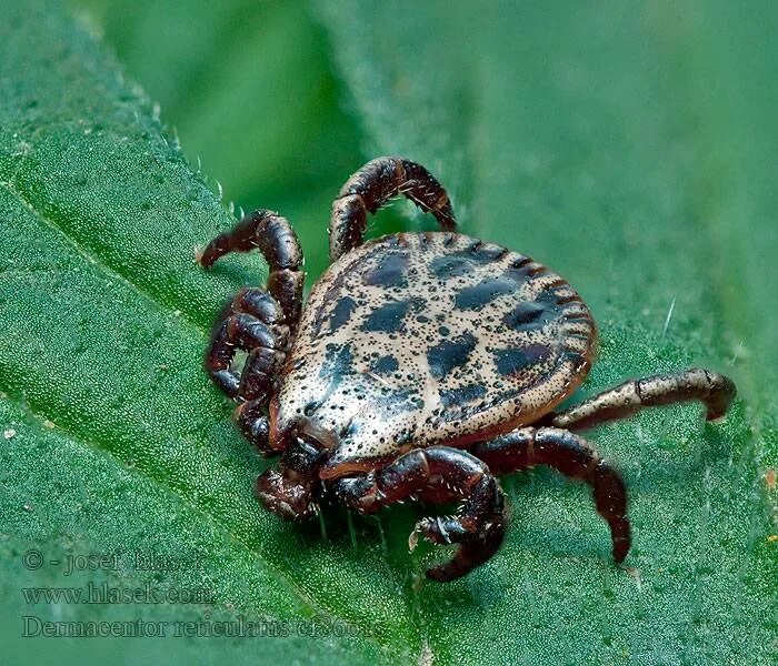 File:Ixodes pacificus.tif - Wikipedia