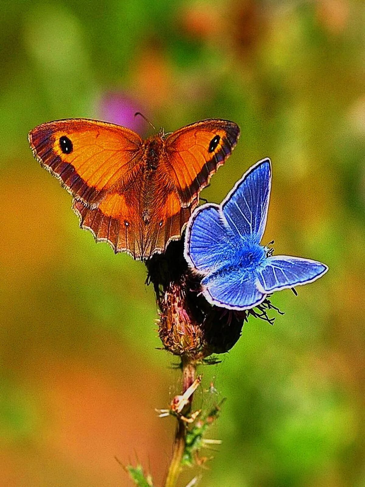 Покажи видео бабочек. Бабочка Баттерфляй. Бабочка плавац. Яркие бабочки. Беброчка.