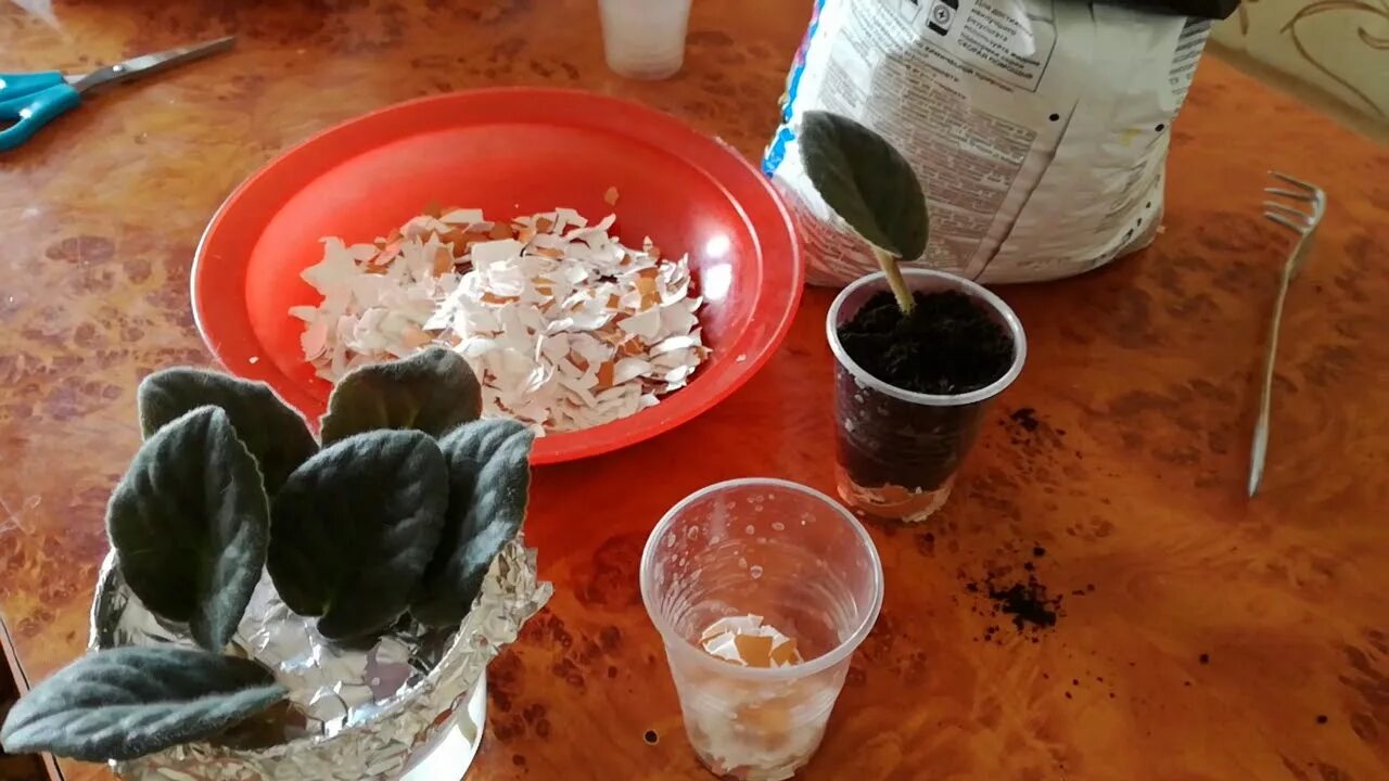 Яичная скорлупа для цветов комнатных. Мульча из яичной скорлупы. Яичная скорлупа дренаж. Скорлупа ппс 110х40х1000мм. Яичная скорлупа для огорода.