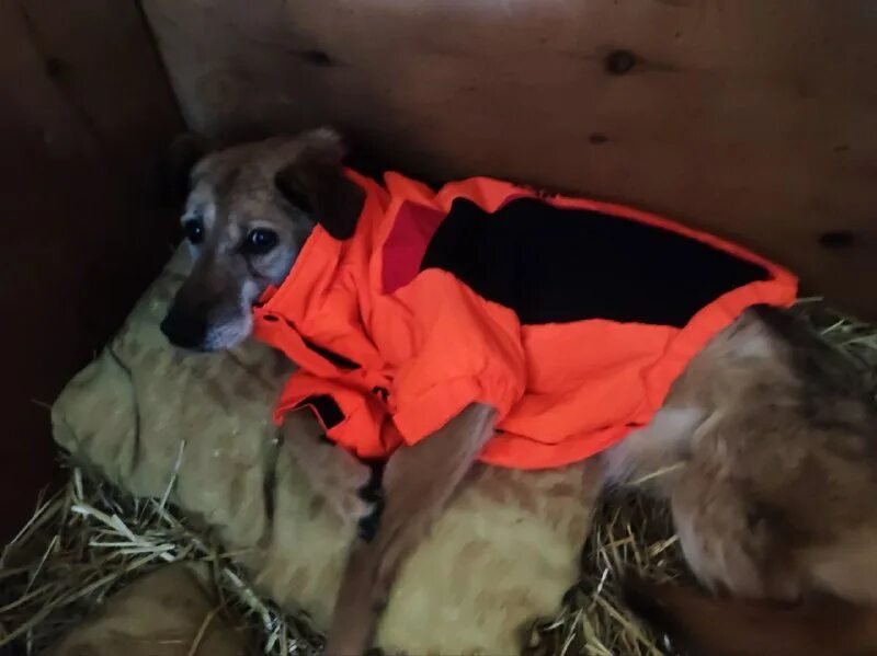 приют некрасовка для животных сайт