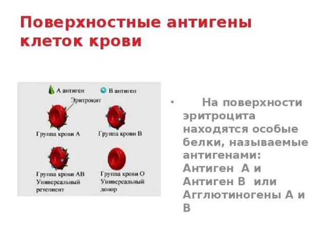 Кровотечения 8 класс биология. Группа крови и переливание 8 класс. Группа крови 8 класс переливание биология. Антигены крови. Антигены групп крови.