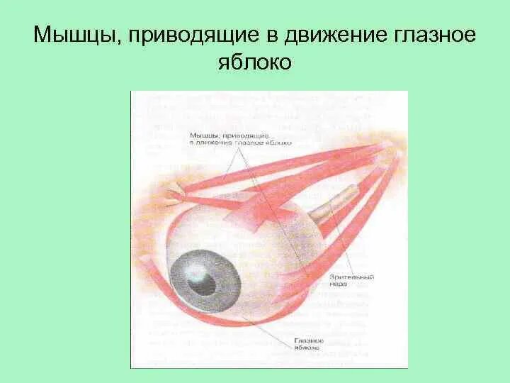 Укороченное глазное яблоко