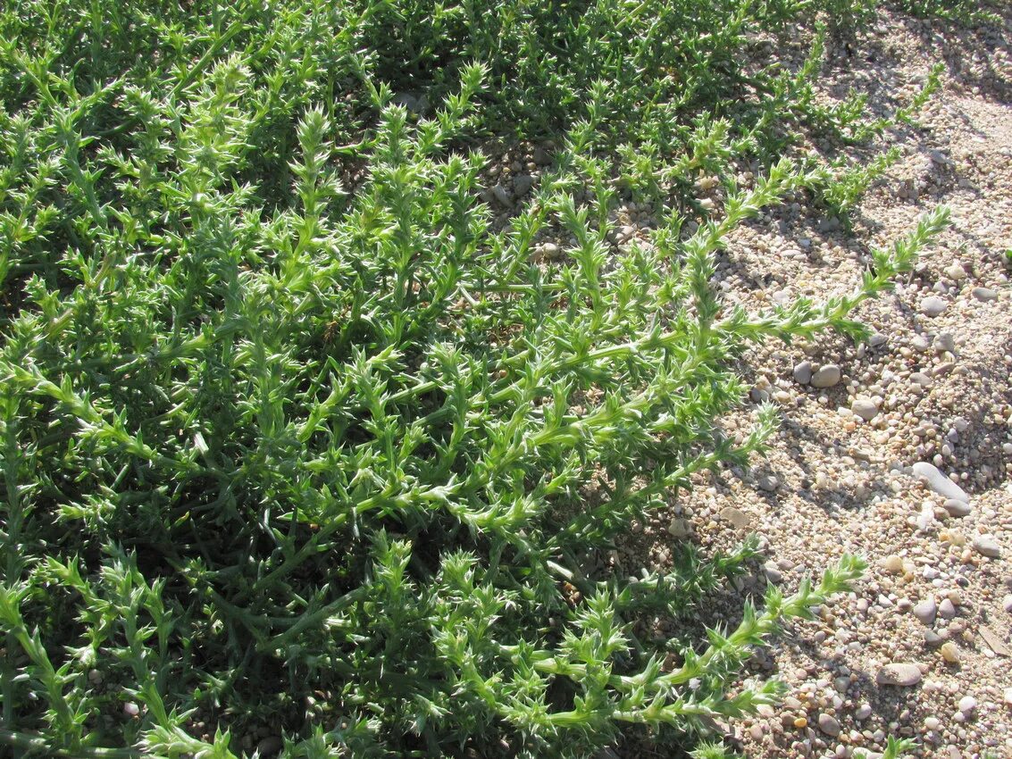 Солянка трава. Salsola collina pall. – солянка холмовая. сорняк солянка. salsola paletzkiana. солянка деревцевидная.