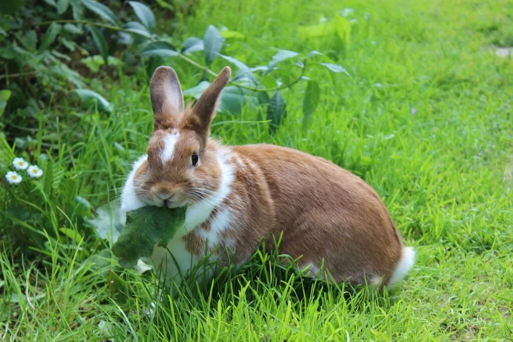Можно ли кроликам клубнику. Кролик. Кролик в траве. Кролик ест траву. Домашние животные кролик.