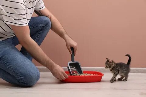 Cat cat dug