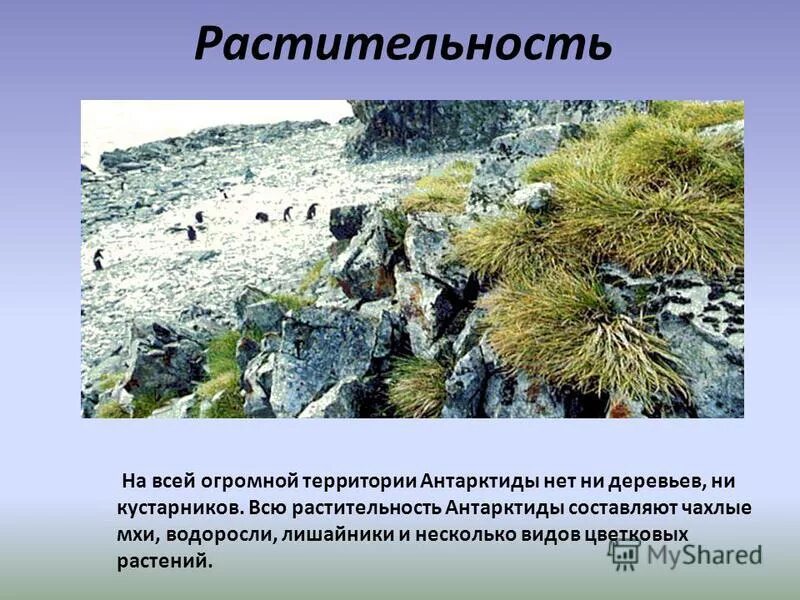 Виды растений в антарктиде. Растения антарктиды. Виды растений в антарктиде. Колобантус кито и антарктический луговик. Виды растений в антарктиде.