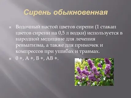 Цветки сирени в народной