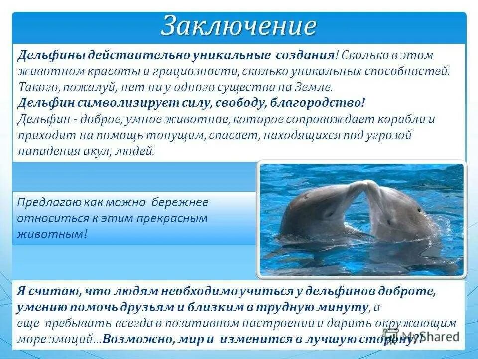Доклад про дельфинов. Дельфины презентация. Доклад о дельфине. Заключение про дельфинов. Впр текст про дельфинов