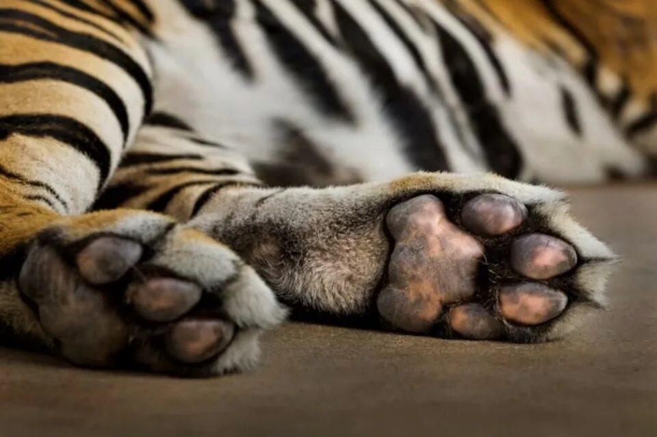 Когти льва. How we feet cats. Тигриная лапа. Тигр лапа. Ноги бенгальского тигра.