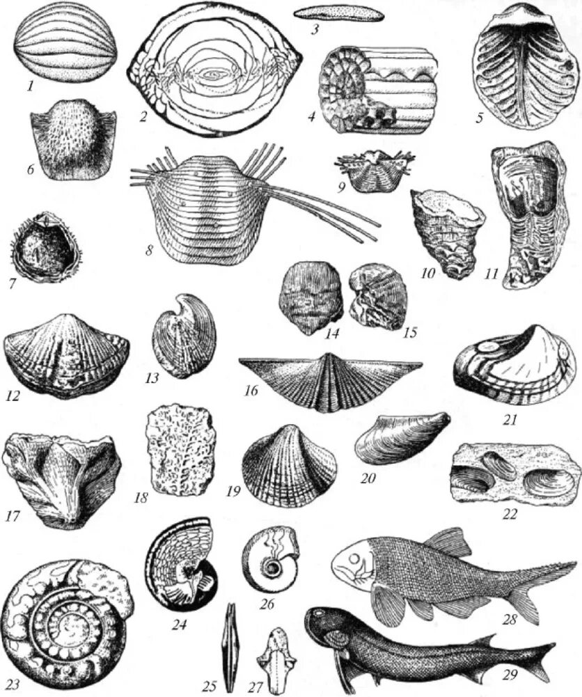 Организмы древних времен. Эдиакарская Биота панцирь. Пермский период фораминиферы. Окаменелости Пермского периода. Ископаемые мелового периода.