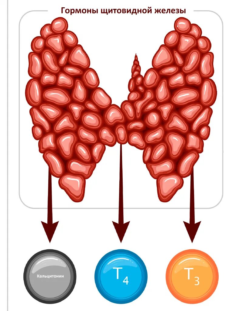Щитовидная железа гормон т3 т4 эффекты. Функции гормонов т3 т4 щитовидной железы. Т4 гормон щитовидной железы функции. Щитовидная железа т3 т4.
