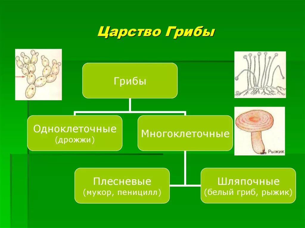 Грибы бывают одноклеточными и многоклеточными эти организмы. Царство грибы грибы грибы одноклеточные и многоклеточные. Классификация грибов одноклеточные и многоклеточные. Царства живых организмов грибы. Царство грибов многоклеточные.