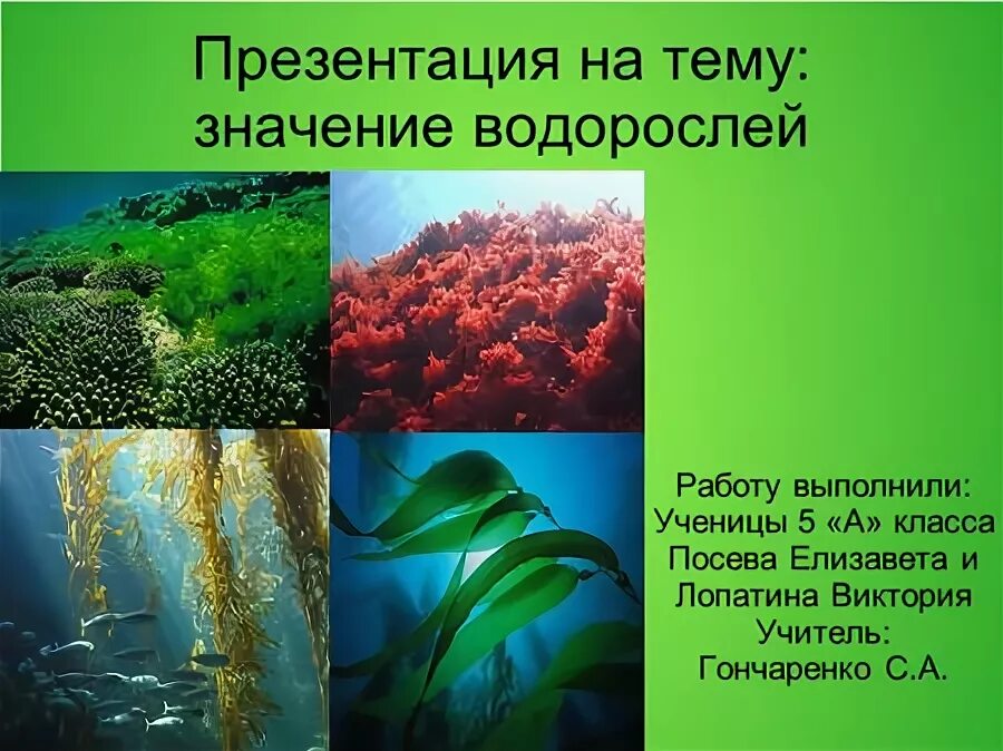 Контрольная водоросли