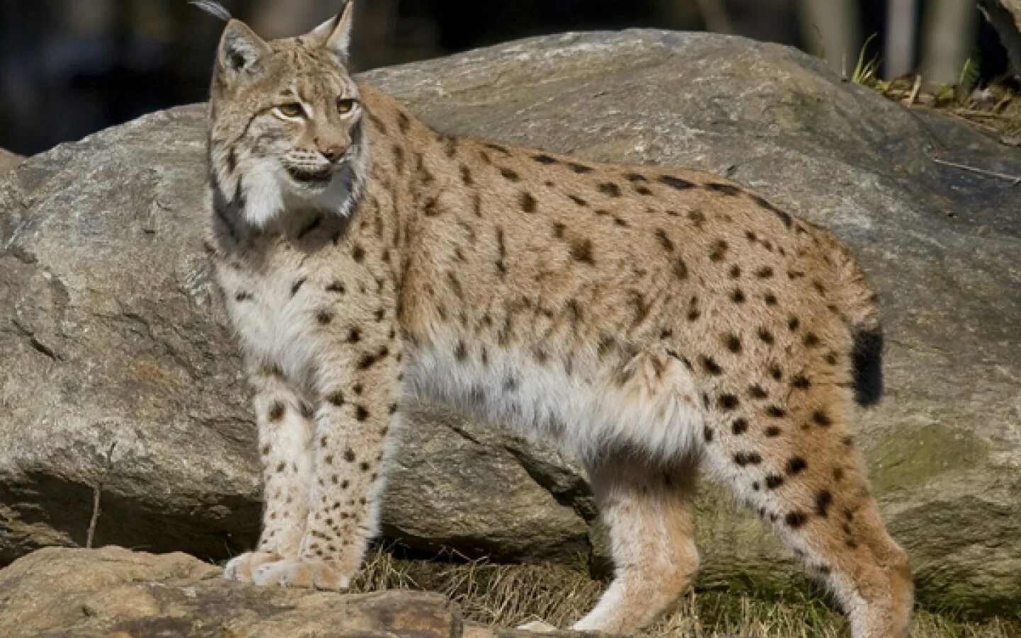 Кавказская Рысь Lynx Lynx dinniki. Рысь Кавказская (Lynx Lynx dinniki Satunin, 1915).. Кавказская Рысь Краснодарского края. Среднеазиатская Рысь. Как собрать рысь