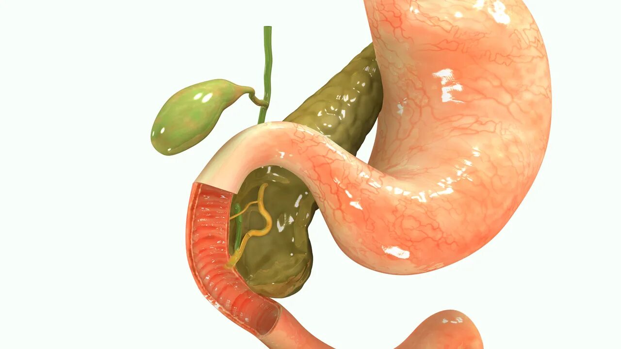 Поджелудочная железа 3д анатомия. Поджелудочная железа 3д. Желчный пузырь анатомия 3д.