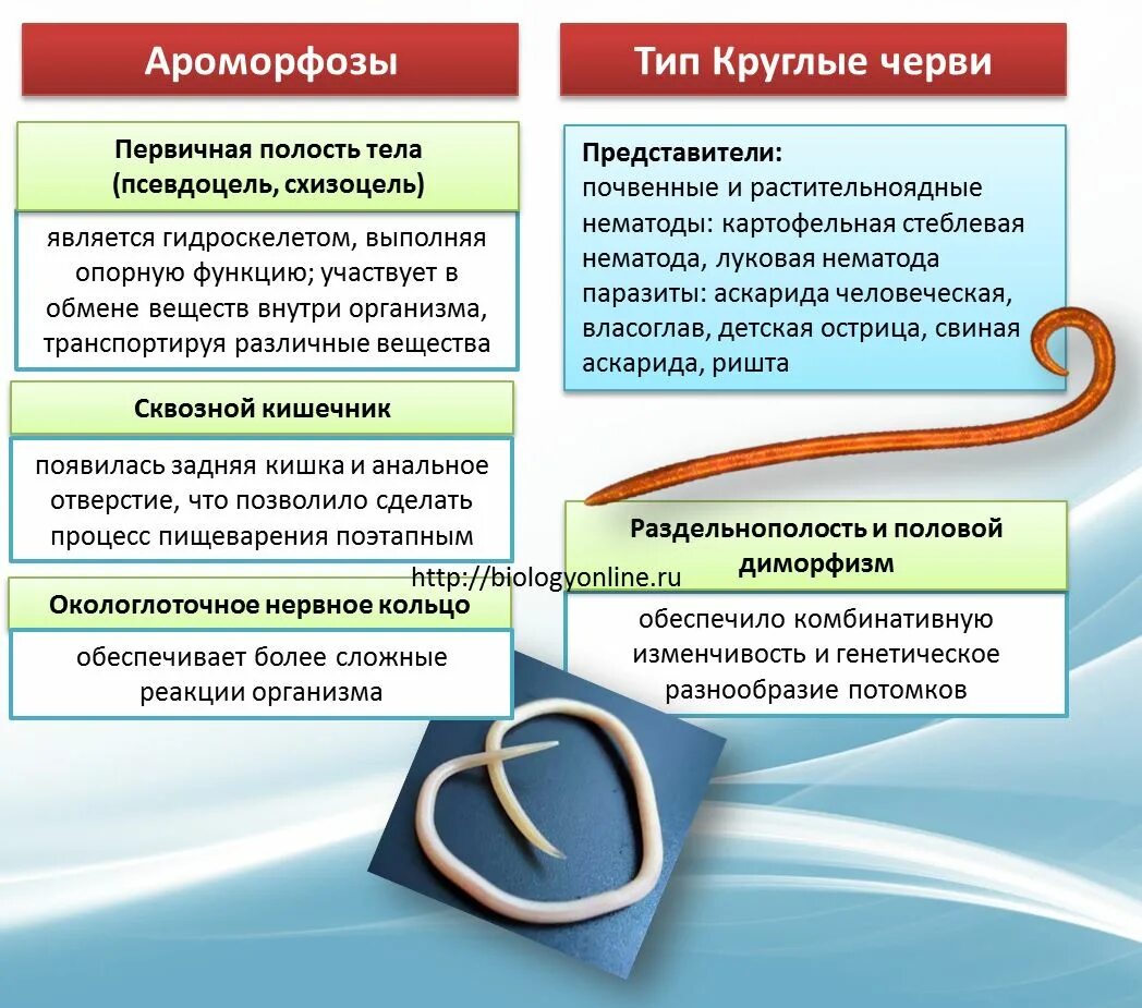 Тест тип круглые черви 8 класс. Ароморфозы типа круглые черви. круглые черви егэ таблица. ароморфозы типа круглых червей. ароморфозы круглых червей егэ.