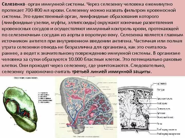 Селезенка относится к органам