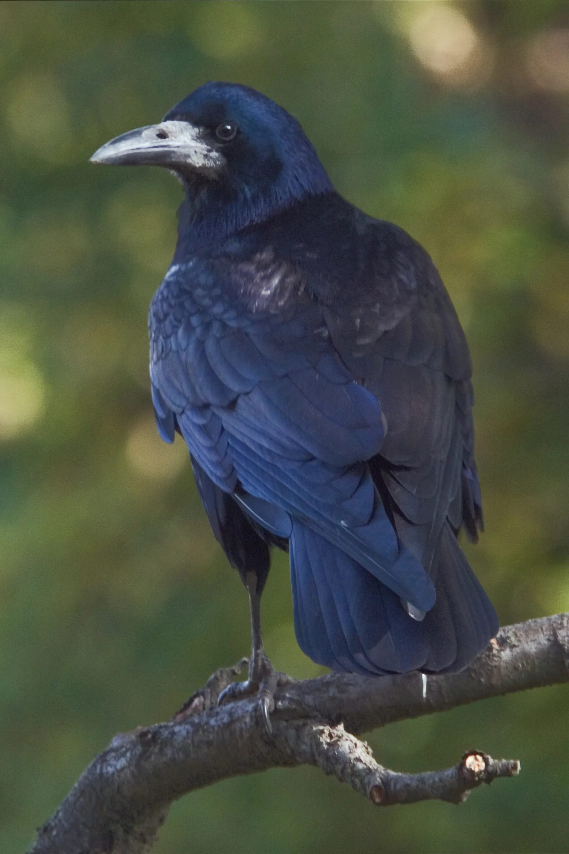 Грач (птица). Грач обыкновенный. Грач желтоклювый. Грач (Corvus frugilegus). Синяя ворона читать