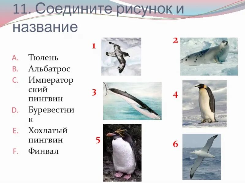 Тест по антарктиде 7 класс с ответами. Тест по теме Антарктида. Альбатрос и Пингвин. Альбатрос Антарктида сообщение. Тестовая работа по теме Антарктида.