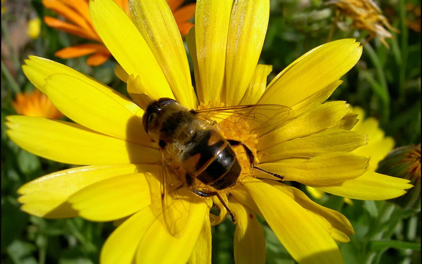 пчела на цветке. пчела на цветке. муха журчалка. пчела находит цветок. желтая пчела.