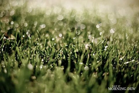 Morning dew