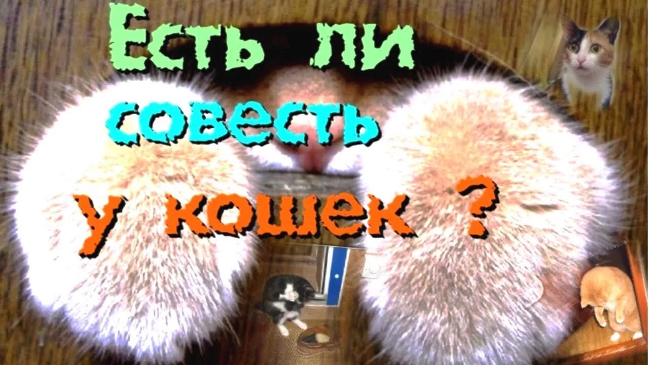 Совесть кота. Есть ли совесть у котов. Есть ли совесть у кошек.