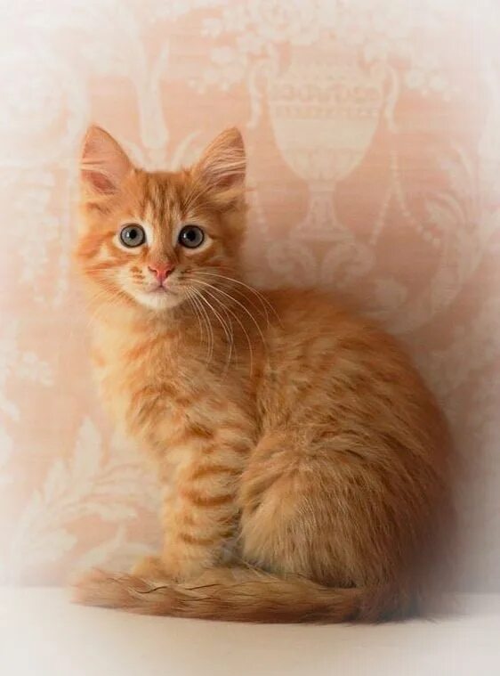 Рыжее солнце рыжий кот рыжий. Элитная кошка рыжая маленькая. фотообои котенок рыжий. супер питомцы котенок рыжий. рыжие коты альбомный формат.