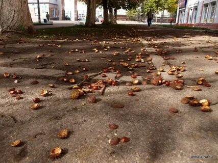 На улице каштанов