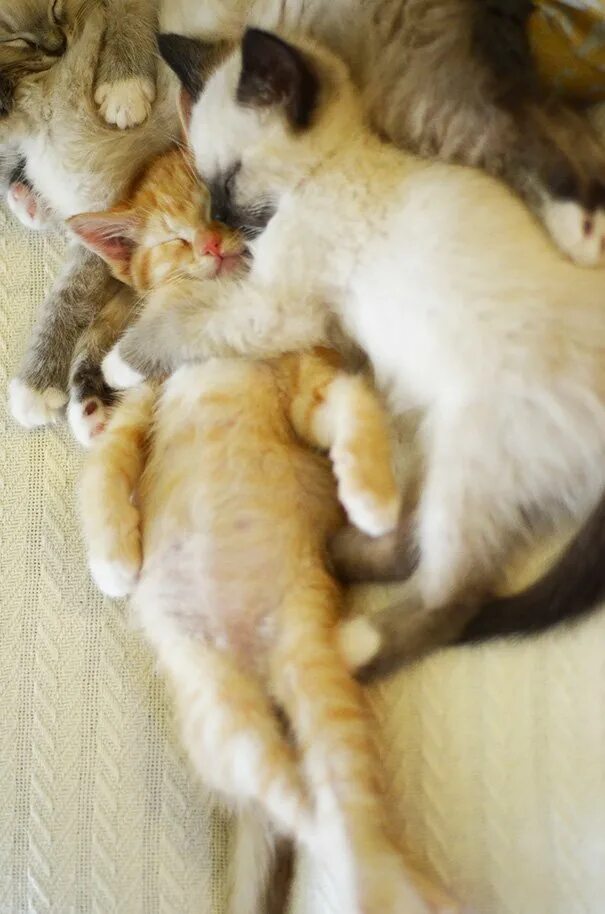 Спящие котята вместе. Котята спят в обнимку. котики вместе. кошачьи обнимашки. котики обнимаются.