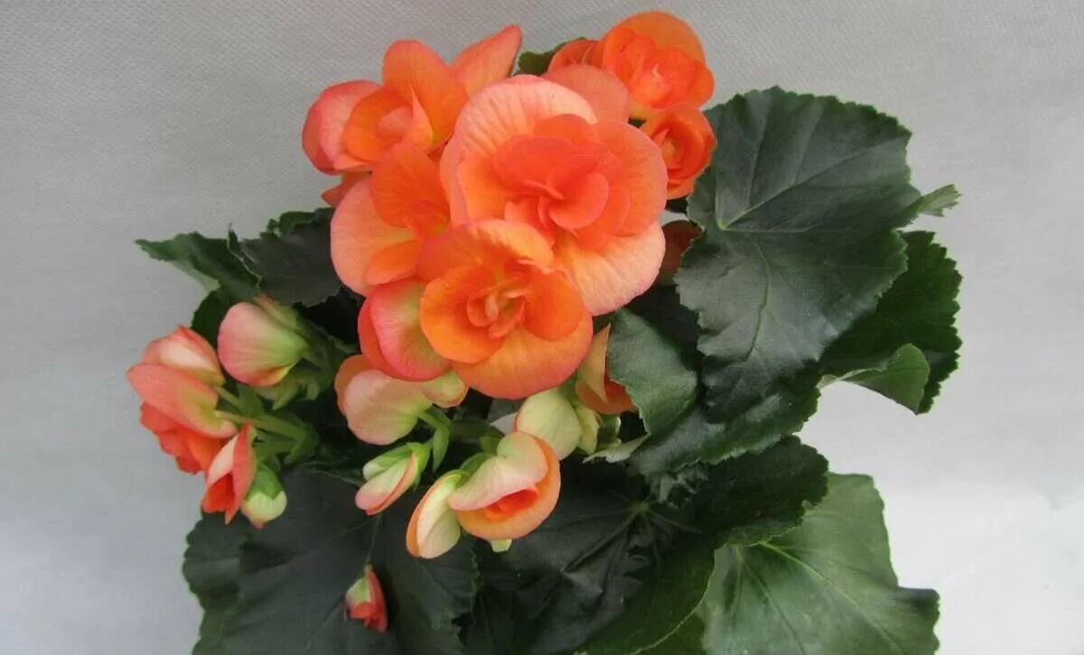 Begonia Elatior: domácí péče, reprodukce, fotografie Бегония, Черенки растений, 