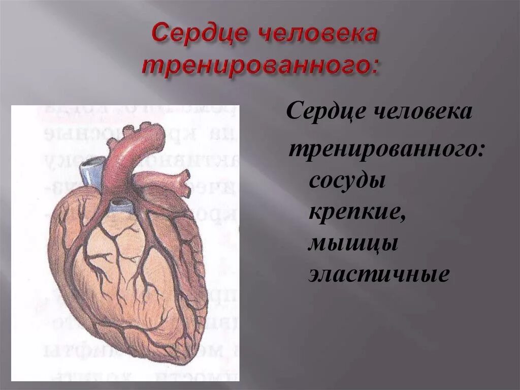 Сердце нетренированного человека. Сердце тренированного и нетренированного человека. Сердце треннированого и нетринероваанного еловека. Сердце тренированного и нетренированного человека кратко.