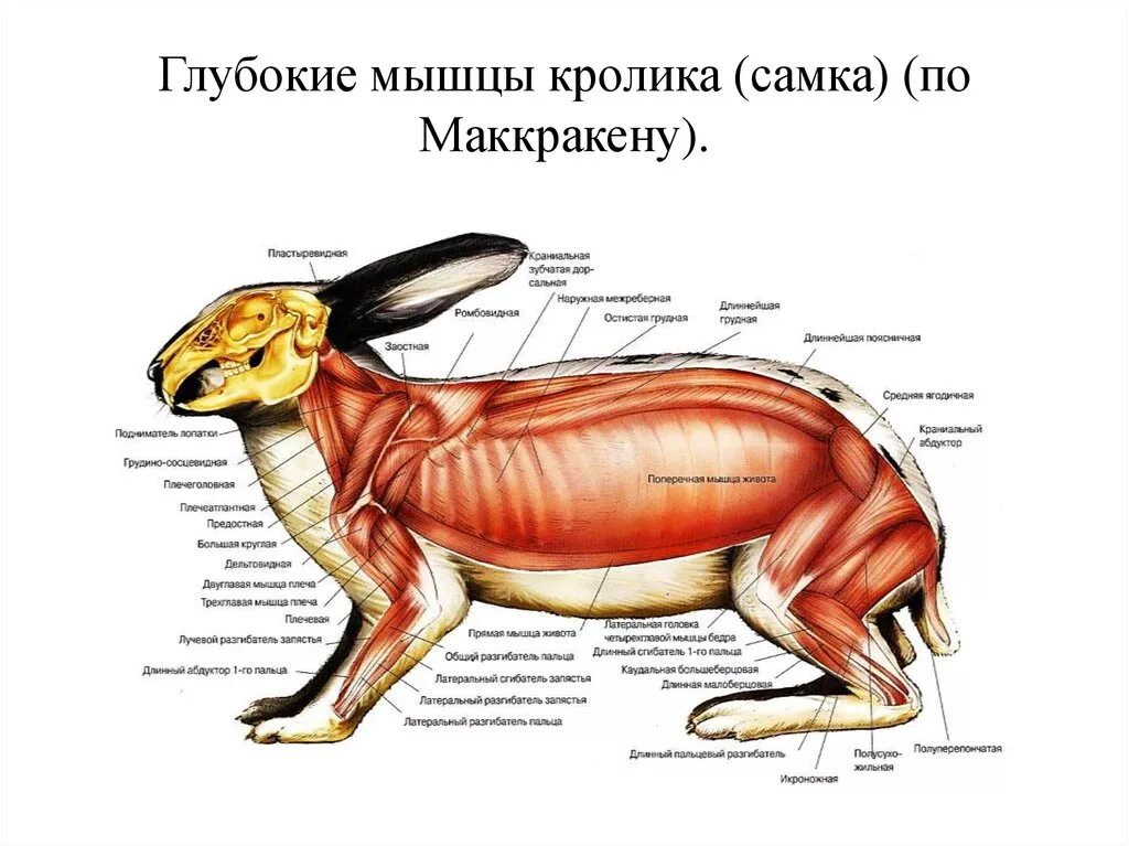 Мышечная система кролика. Заяц мышечное строение. Анатомия кролика. Строение кролика.