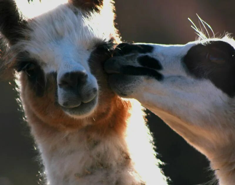 Альпака альбинос. Стильная зимняя лама рисунок. Лама с сердечком. Лама любовь. Лама любовь.