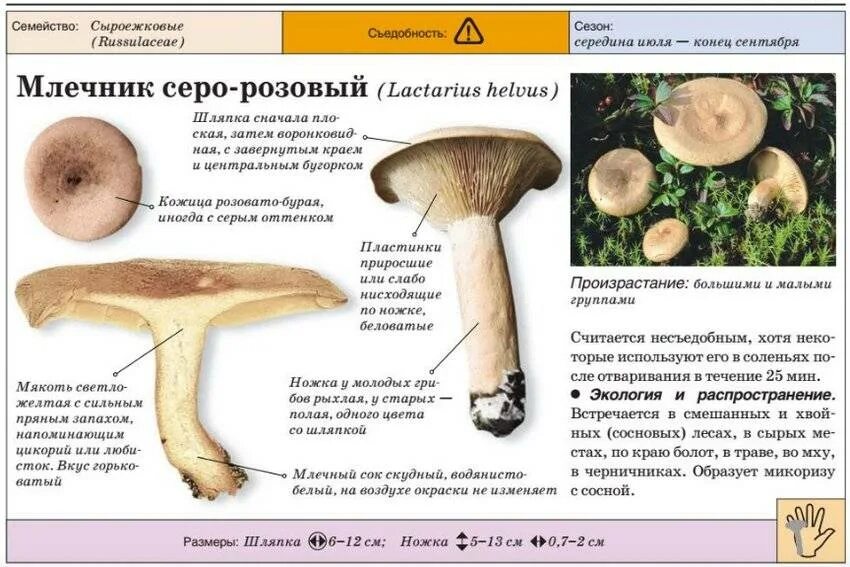 Как отличить съедобные. Рыжики грибы фото и описание съедобные и несъедобные. Рыжики грибы ложные. Рыжик это съедобный гриб или ядовитый. Млечник волнушка гриб.