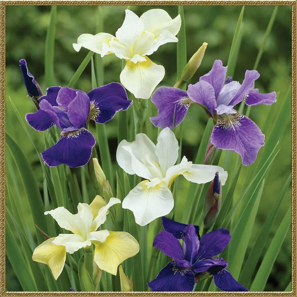 Iris pdf. Ирис сибирский iris sibirica. ирис касатик сибирский. ирис диар делайт. ирис сибирский диар делайт.