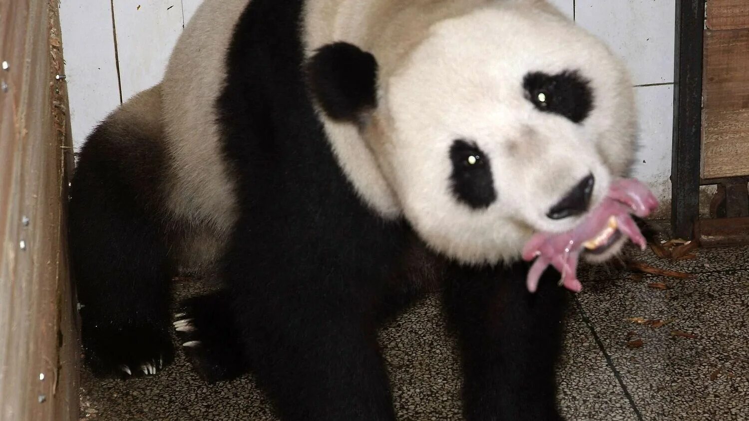 Большая панда сколько живут. Рождение панды. Панда окрас. Размер панды. Панда взрослая.