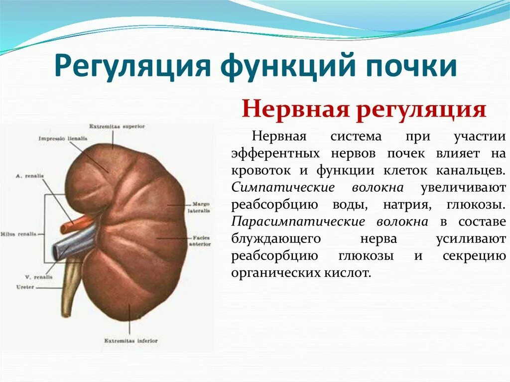 Как происходит регуляция работы почек гуморальным путем. Нервная регуляция функции почек. Нервная регуляции функции почки физиология. Нервы почки. Регуляторная функция почек.