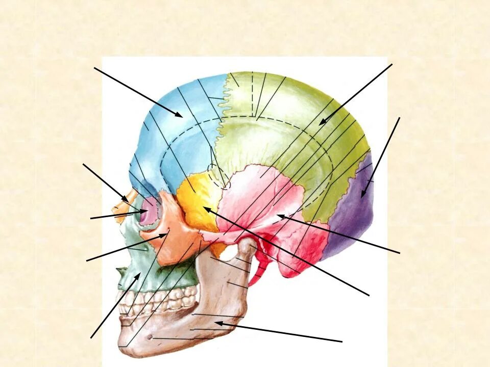 Кости черепа мозговой отдел и лицевой отдел. Строение мозгового отдела черепа. Строение мозгового отдела черепа человека анатомия. Череп лицевой и мозговой отделы схема.