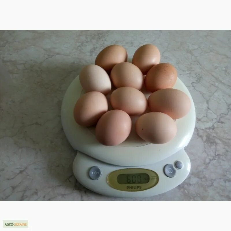 Яйцо Билефельдер. Куры Билефельдер яйцо. Объявление о продаже инкубационные яйца. Яйцо Билефельдер фото. Купить яйцо билефельдеров