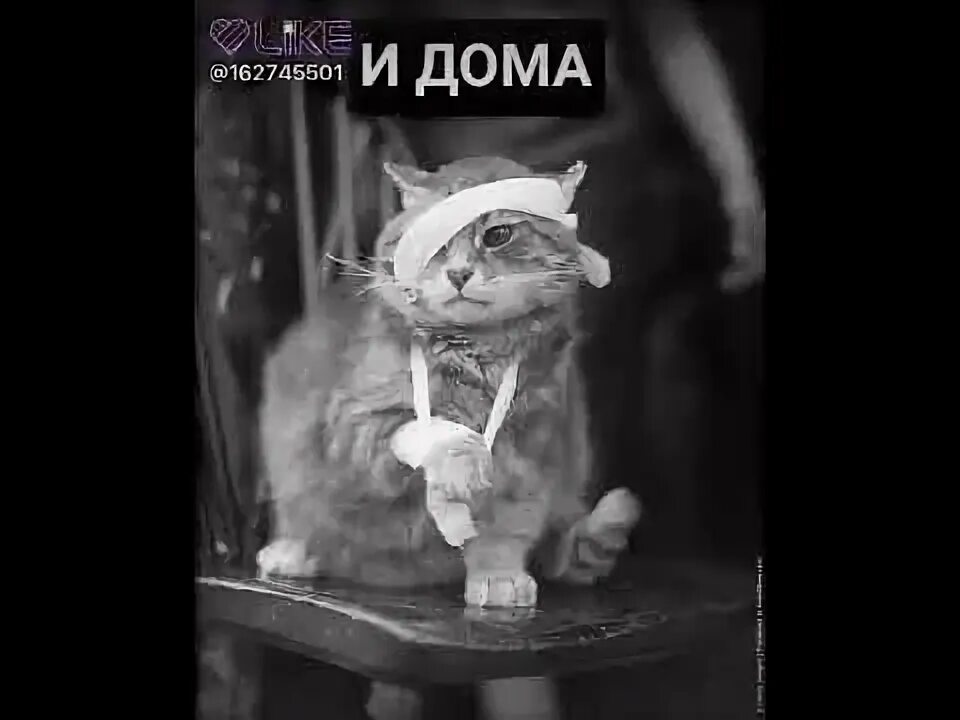 Грустная песня про кота. Грустная песня о котенке. Песня грустной кошки