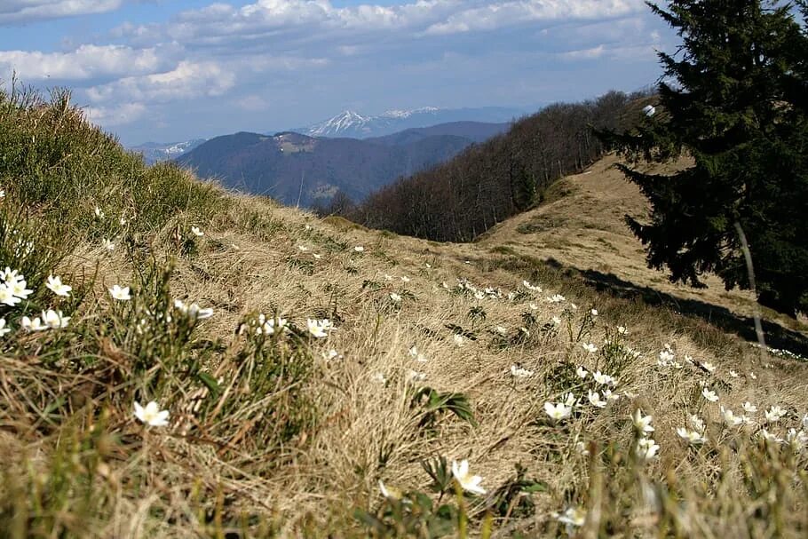 В лесах в горах содержание. Карпаты подснежники. Холмик. Поляна и холмик. Холмики с цветочками.