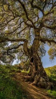 Old trees