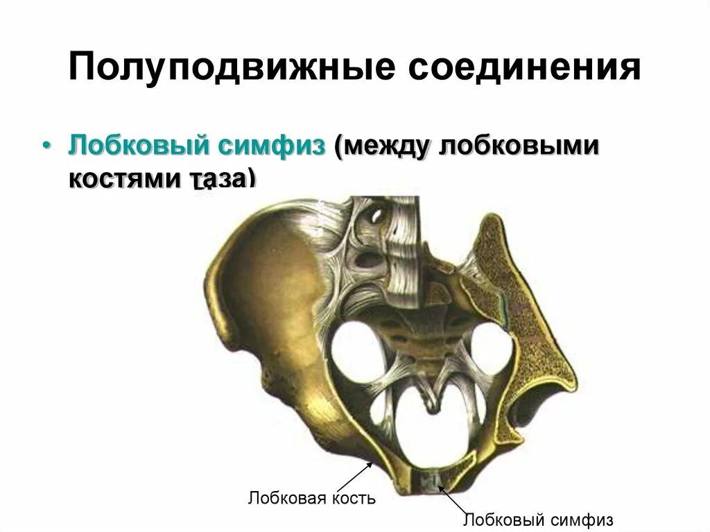 Лобковые кости соединение. Лобковый симфиз полуподвижное соединение. Лобковый симфиз соединение костей. Соединение костей таза полуподвижное. Полуподвижно соединены кости таза.