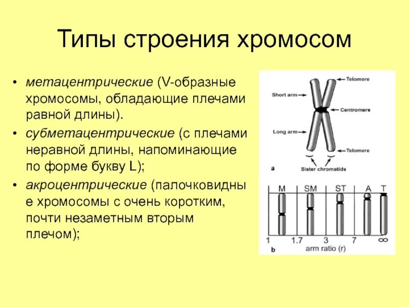 Какую форму имеет хромосома