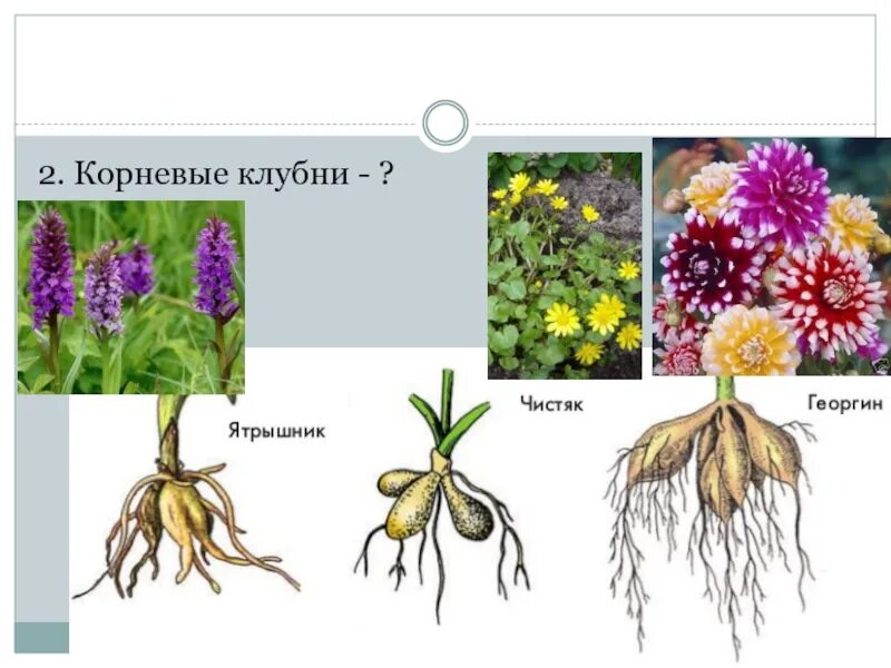 Видоизмененные корни клубеньки. Чистяк корнеклубни.